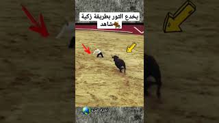 يخدع الثور شاهد #shorts