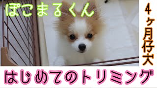 【ポメ仔犬】楽しい美味しいトリミング✨［兵庫ペット医療センター 尼崎本院］Happy dog glooming