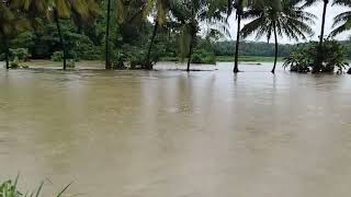 തോടും പാടവും വേർതിരിച്ചറിയാത്ത കാഴ്ച്ച #flood #floods #palakkad