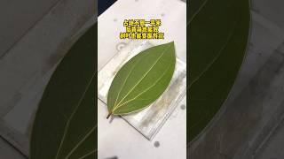 樹葉激光雕刻機Leaf laser engraving machine. A leaf worth preserving for a lifetime. Do you want one? #laser