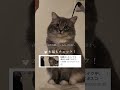 大好きなおもちゃを紹介【後編】 スコッティッシュフォールド ねこ ねこ動画 猫 ひろゆき ひろゆきメーカー おもちゃ