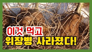 #만성위염#위축성위염#장상피화생#위장병 이것 먹고 사라졌다[약초방송]