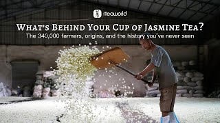 What Is Chinese Jasmine Tea? An on-site visit to China’s largest jasmine-producing region