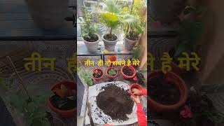 #gardening #तीन# ही तो सपने है मेरे# पौधे खरीदना पौधे लगाना #और पौधे देखना