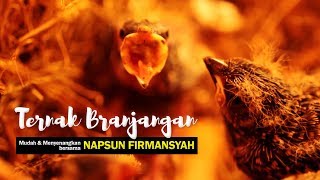 KISAH SUKSES #1 : Ternak BRANJANGAN Mudah Dan Menyenangkan Bersama Napsun Firmansyah