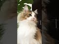 ふさちゃんの不思議顔 cat ノルウェージャンフォレストキャット cats 猫 かわいい 猫動画 shortsvideo 猫との暮らし 大型猫 かわいい猫 shorts