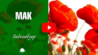 Мак декоративный ✅  Как выбрать корневище ✅ Особенности выращивания цветка