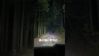 夜に山道を車で走行中に... #ジムリィママ #ジムリィ #エブリィ #ジムニー #キャンプ車 #ジムニーカスタム #山奥 #野生動物