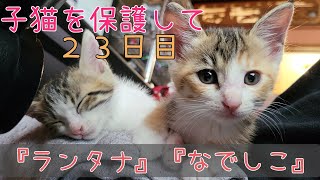 あざとい子猫の行動『ランタナ』『なでしこ』の保護２３日目