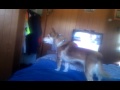 foxy barking at her self in the mirror lol