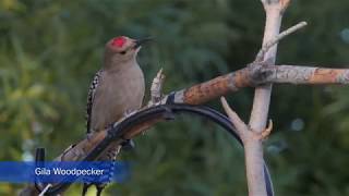 Gila Woodpecker, Video \u0026 Pictures