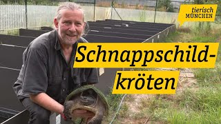 Zuhause auf Lebenszeit: Reptilienauffangstation baut neue Gehege für Schnappschildkröten in Freima