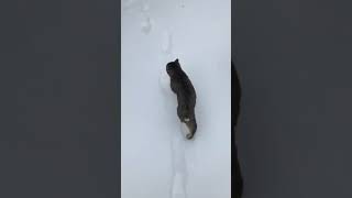 Bobtail cat walks in snow #catshorts