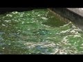 Thick, layered green algae blooms covering Cape canals