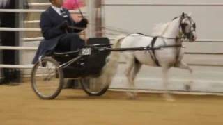 AMHR Nationals, Open Pleasure Horses over 34\