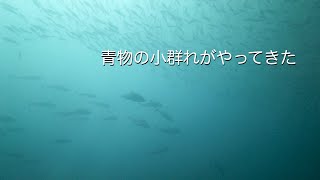 青物の小群れがやってきた 館山 西川名 202305g【4K】