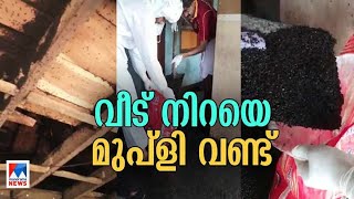 അകത്തും പുറത്തും നിറയെ മുപ്ളി വണ്ട്; വീട് ഉപേക്ഷിച്ച് കുടുംബം; ഒടുവിൽ സഹായം | Kozhikode | Beetle | C