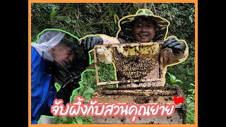 จับผึ้งโพรงป่าจากกล่องรังผึ้ง  วิธีการเเบ่งรังผึ้งในคอน🐝