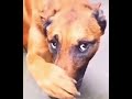 dog smells something bad covers his nose 😳😳 iphone