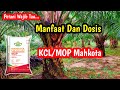 Manfaat Dan Dosis || Pupuk KCL/MOP Mahkota Untuk Kelapa Sawit