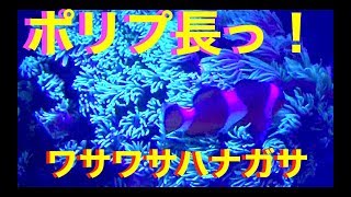 アクアリウム✨ポリプ長すぎん❓癒しのワサワサハナガササンゴ❗️Breeding of saltwater fish and coral MOAMOAちゃんねる