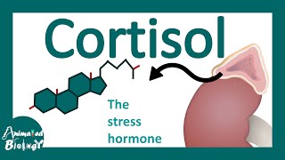 Cortisol | cortisol's effects on body | cortisol: the stress hormone | cortisol as immunosuppressant