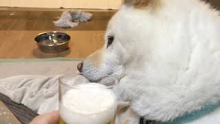 晩酌に付き合う柴犬｜Shiba Inu trying to get food