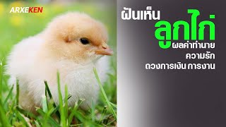 ฝันเห็นลูกไก่ ตามความเชื่อคตินิยมโบราณนั้นพยากรณ์ได้ว่าอย่างไร?