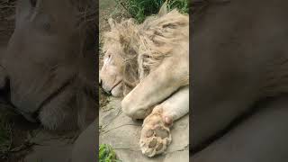 空秋゜⑮ホワイトライオン・白獅子・セラムくん・沖縄こどもの国・・・White_Lion・Okinawa Zoo \u0026 Museum(20241111)