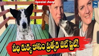 వీధి కుక్క కోసం ప్రత్యేక జెట్ ఫ్లైట్! | Special jet flight for the street dog! | New Waves