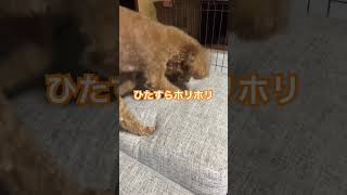 ホリホリ大作戦 #shorts #トイプードル #犬