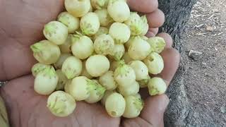 mahua flower tree|vippa puvvu in telugu|eppa puvvu|ippa chettu|vippa chettu|rk and rk vlogs