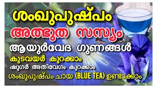 അത്ഭുത ഔഷധ ചായ/ശംഖുപുഷ്പം ചായ ഗുണങ്ങൾ ഉപയോഗം/How to make a shanku pushpa tea/uses and benefits