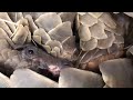 how pangolin gives birth to cute baby