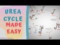 UREA CYCLE MADE EASY 2020 - METABOLISMS MADE SIMPLE