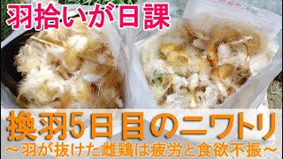 換羽5日目のニワトリ～羽毛が大量に抜ける生理現象の雌鶏は疲労と食欲不振～