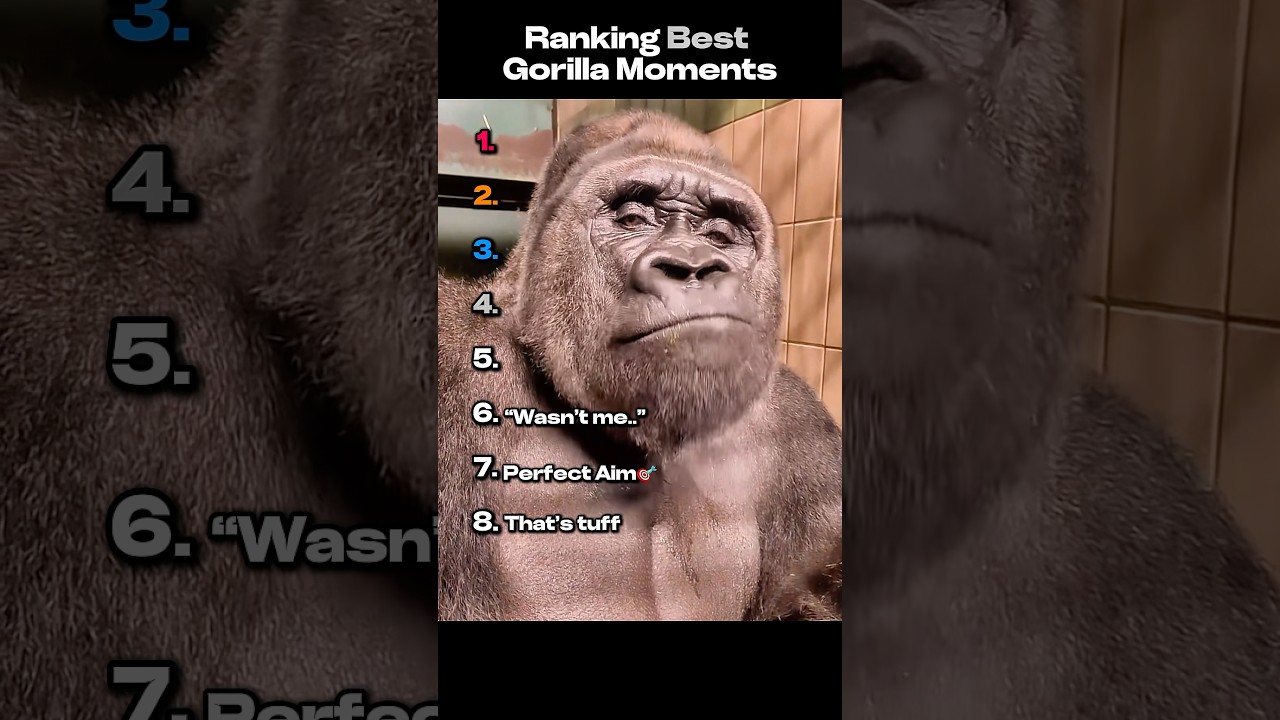 Unveiling The Viral Secret Why Is The Gorilla Spinning Gif
