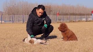 咬人的泰迪不懂得服从，由当当主任做个示范吧（疯狂的泰迪-2）\\Aggressive Poodle doesn’t know how to obey. Let Dangdang to show him.