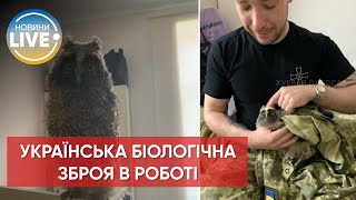 Унікальна бойова сова-дрон — нова біологічна зброя вже у роботі / Останні новини