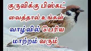 குருவிக்கு பிஸ்கட் வைத்தால் மாற்றம் வரும் | offering biscuit to Sparrow will reduce  your problems