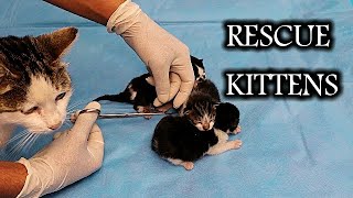 Newborn kittens | animal treatment medicine. wildlife documentary. Pets vet, veternarian. cat, cats