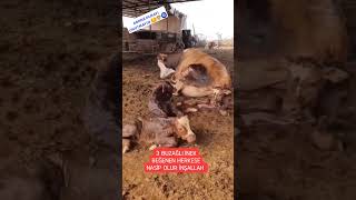 Üçüzler #vet #tiktok #veterinary #veterinarian #youtube #cow #inek #buzağı #dana #keşfet #aboneolun