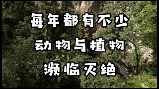 6年级｜学校功课｜濒临灭绝的动物与植物