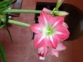 HOW TO CARE AND REBLOOM AN AMARYLLIS