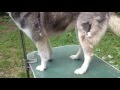 Husky fur removing Husky fur removing