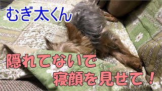 寝顔を見ようとしたら、あれ？【ヨークシャテリア】