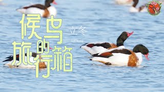 【Seasons Through Birds’ Eyes】 Lidong：The Beginning of Winter   立冬 #候鸟的旅行箱