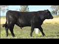 LOTE 11   TAT TE4010 Angus