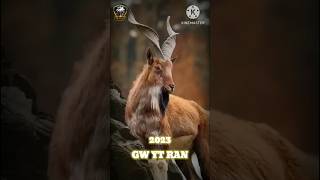 2023 markhor and 5000 markhor bce 😰🤪😱👍💪🤔🤔❤💥[Short]