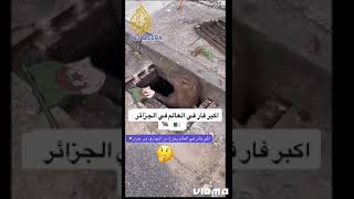 اكبر فار في العالم وجدوه في الجزائر اكبر من قطة كبيرة 🐀🐀🐈‍⬛🐈‍⬛🇩🇿🇩🇿عجب سبحان الله مغذي باالبتورول🤣🤣